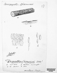 Lamproconium desmazieri image